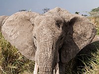 Wild Olifant 8